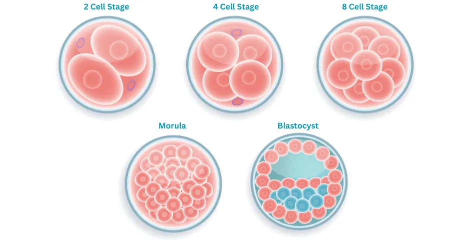 胚胎分级